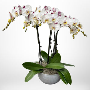 Orchids & Exotic Plants