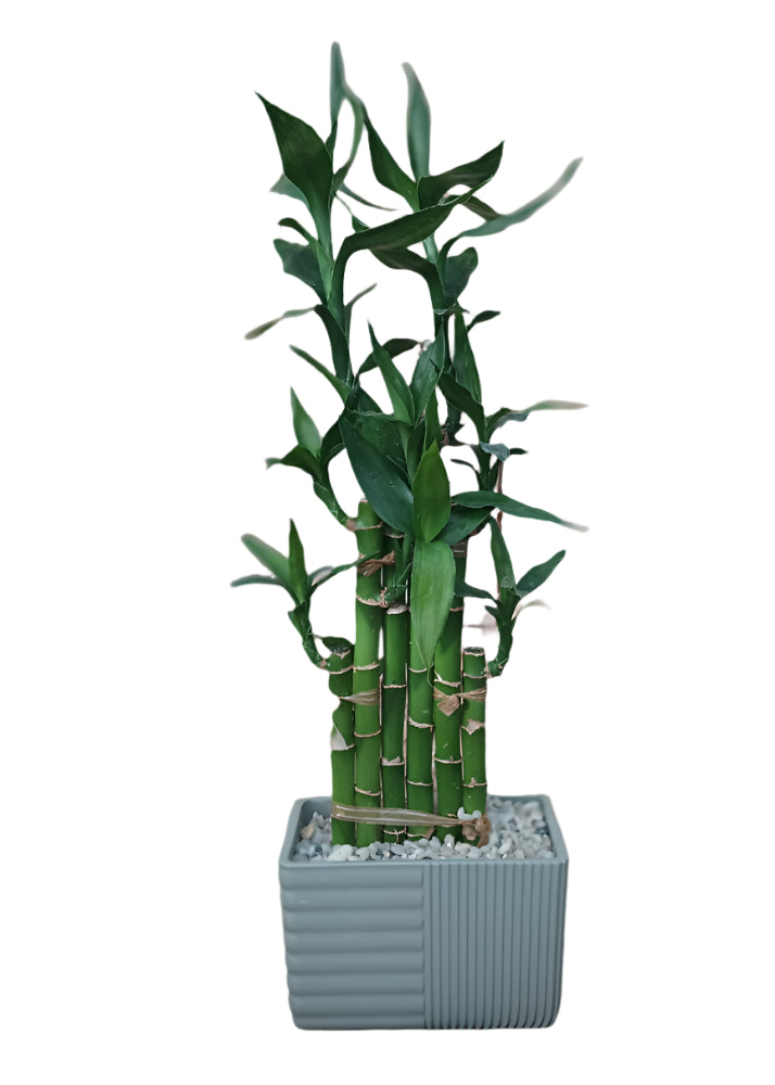 Lucky Bamboo In Pot