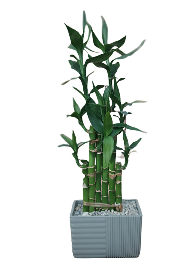 Lucky Bamboo In Pot