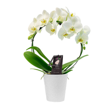 Infinity Orchid Planter
