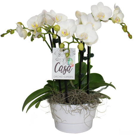 Decorative orchids in planter with moss