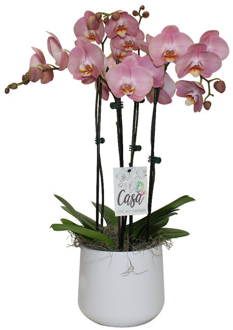 Phalaenopsis Serenity Garden