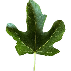 Fig Tree Cuttings