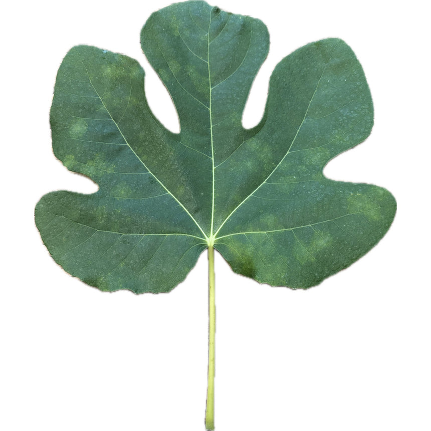 LSU Hollier Fig