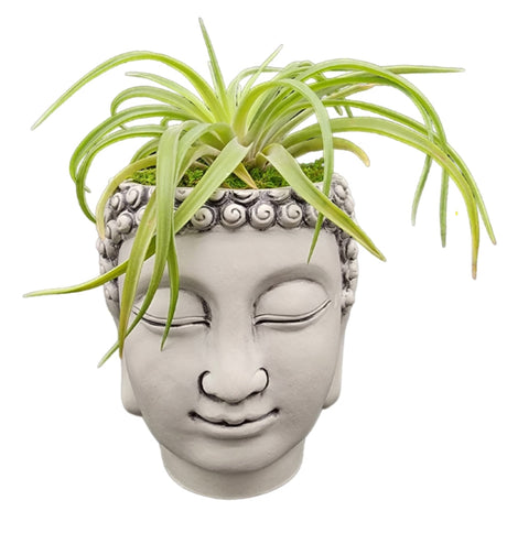 Namaste Buddha Head Air Plant