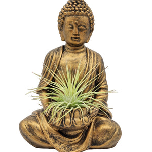 Air Plants