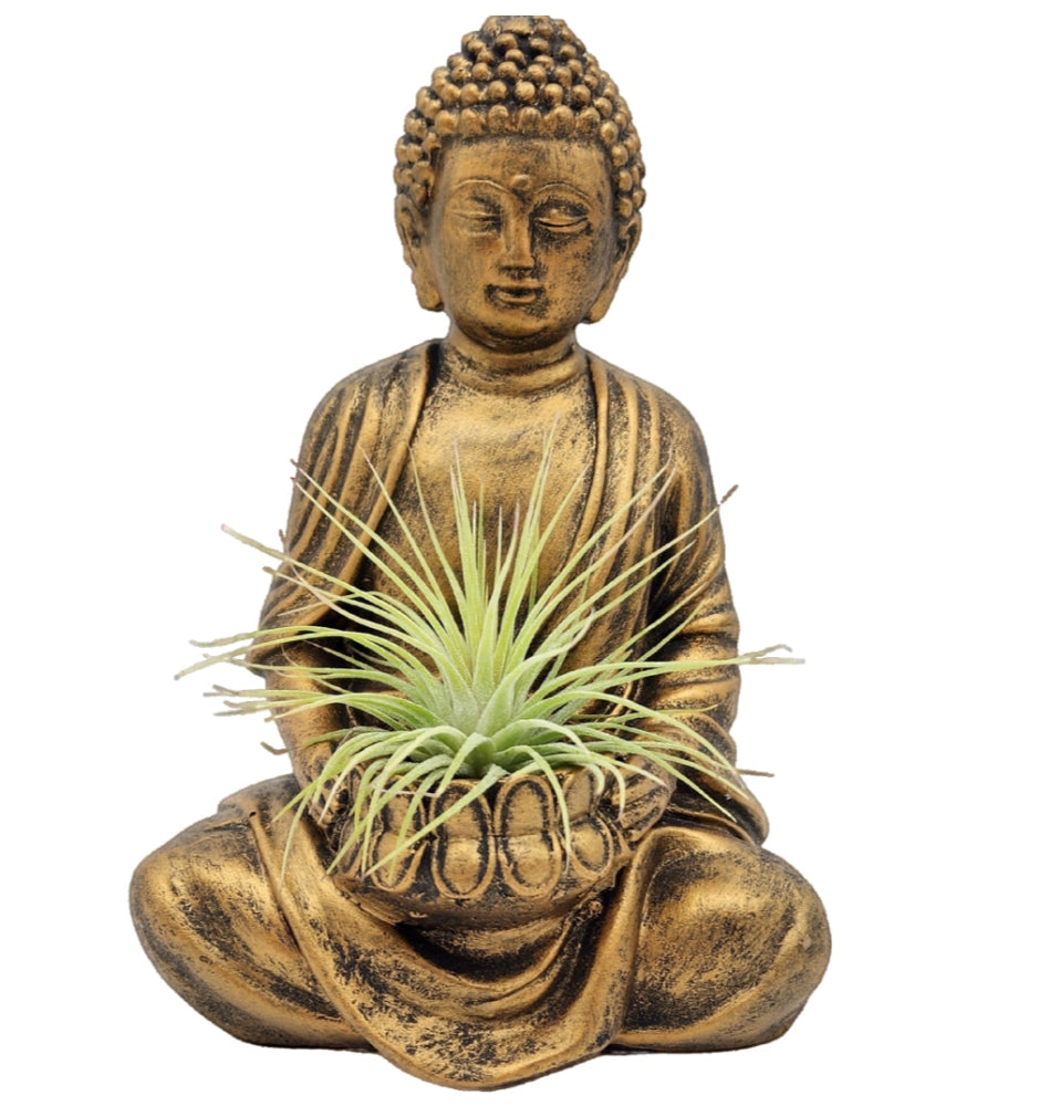 Namaste Buddha Statue Air Plant