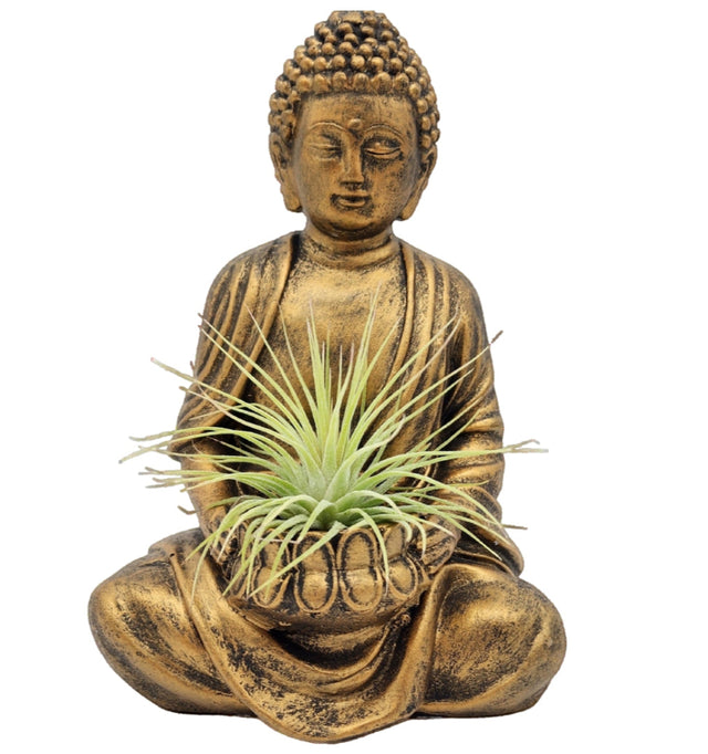 Namaste Buddha Statue Air Plant