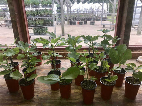Rubado Rooted Fig Cutting
