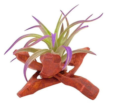 Tripod Air Plant