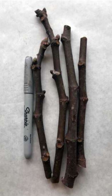 Fat Fig Cutting